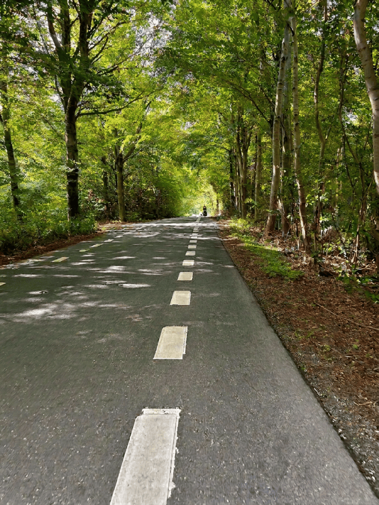A peaceful road lined with lush green trees, leading into the distance, with a person cycling in the background.