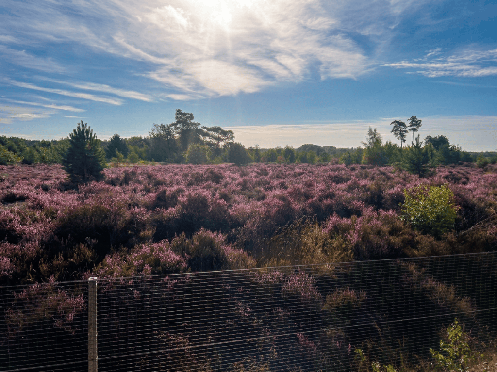 A vibrant landscape featuring a field of purple heather under a clear blue sky, with scattered greenery and distant trees on the horizon.
